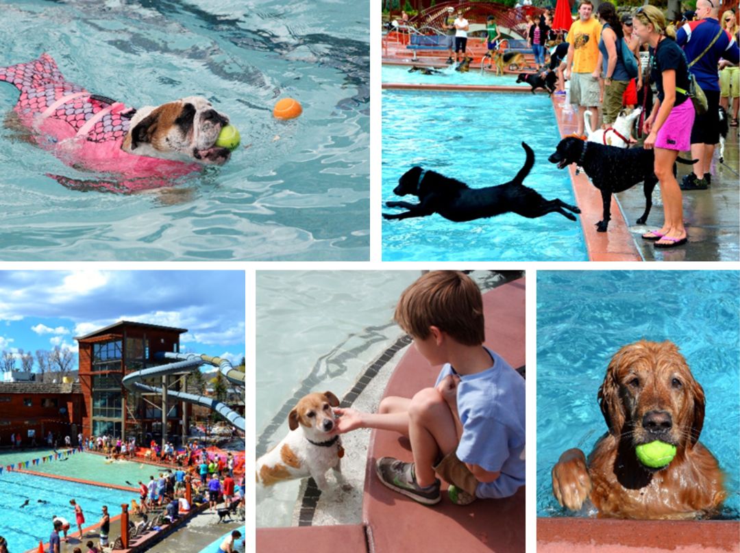 A collage of photos of dogs swimming in the pool at the annual Poochie Paddle event.