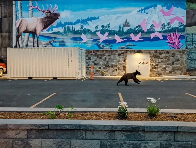 Even the bears are loving our new mural at Old Town Hot Springs! Huge thanks to Catie Michel and Mel Damore for bringing this beautiful piece to life. Be sure to check out the new blog post on our website to learn about the artists, their creative process, and what this mural means to our community🐻 🎨

https://oldtownhotsprings.org/old-town-hot-springs-mural/